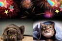 CINC CONSELLS PER CALMAR LA TEVA MASCOTA DURANT LA NIT DE SANT JOAN