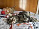 PREMIS DEL 1ER. CONCURS DE FOTOGRAFIA "LA TEVA MASCOTA I EL NADAL"